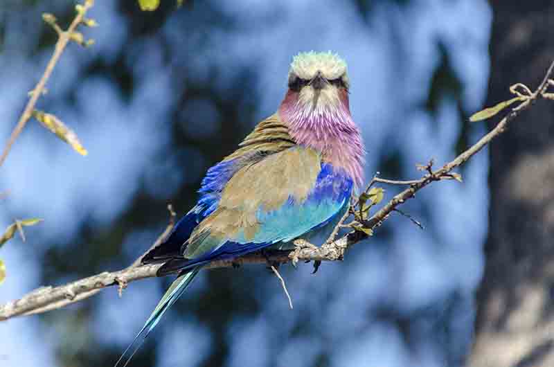 Carrack Lilac Brested - reserva Sabi Sands - Sudáfrica 2.jpg